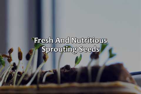 Fresh And Nutritious Sprouting Seeds