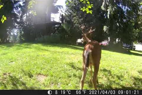 Campark TC22 trail camera records fawns in the sunshine