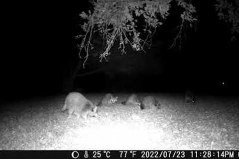 July 24th 2022 Trail Camera Compilation Part C