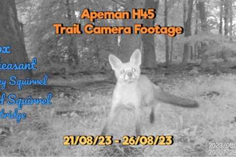 Apeman H45 Trail Camera Footage 21/08/23 - 26/08/23