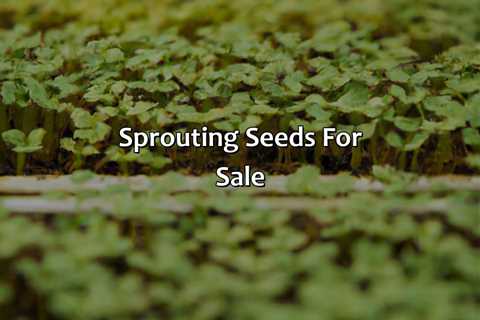 Sprouting Seeds For Sale