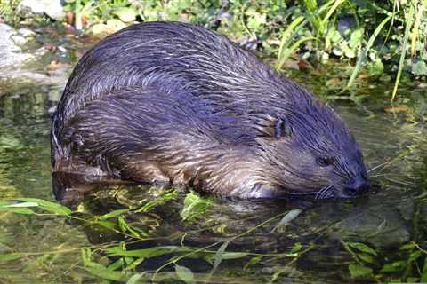 Trapping Beavers 101: Catching Every Single One