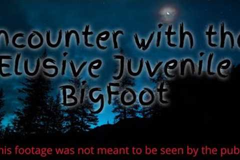 The Night Hunt: Tracking the Elusive Juvenile Big Foot / Read description