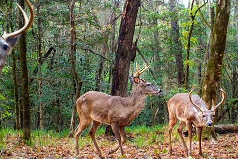 6 Months of Deer Trail Camera Videos (Alabama Wildlife)