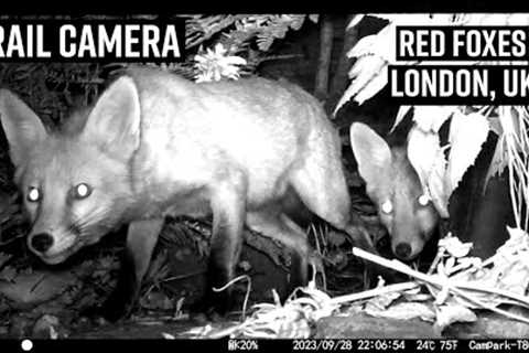 Two Minutes of Red Foxes caught on Trail Camera  - Hackney London