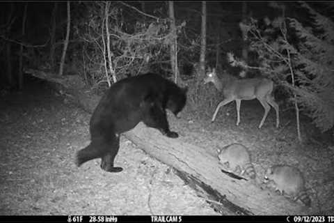 Best Trail Camera Videos of Summer 2023