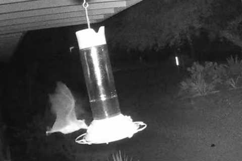 Desert Trail Cam, September 2023 - Nectar-feeding bats, swarm of hummingbirds, and a one-eyed coyote