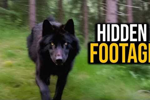 30 Minutes of Disturbing Trail Cam Videos