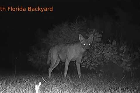 Backyard Wildlife TV  S3:E1 - Trail Camera Pickup - Fall Is In The Air and The Wildlife Has Returned