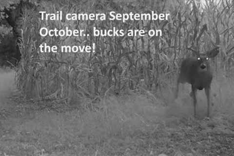 Trail cam September October BIG BUCKS 2023