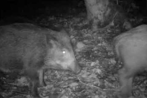 Wild boars in October