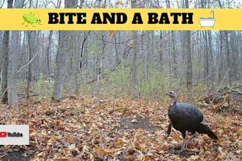 Turkey Foraging for Food and Dust Bathing | Trail Cam Videos