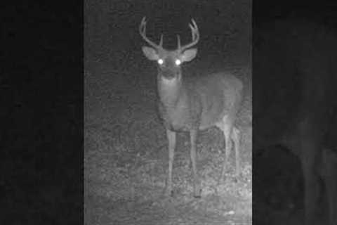 Buck Sees The Trail Camera #shorts #deer #trailcam