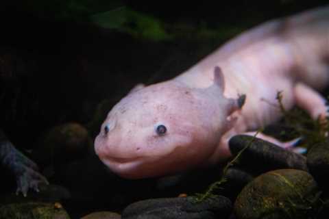 ‘Adopt’ an Axolotl: Ecologists Are Calling for Donations to Protect the Salamander