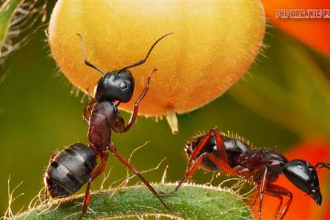 Ants in the Garden: How to Get Rid of Them and Prevent Future Infestations