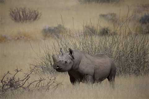 Former Anti-Poaching Ranger Plans for World-Record Time in Rhino Marathon Costume