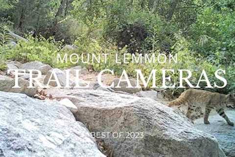 Mount Lemmon Trail Cameras - Inactive Cameras - Best of 2023