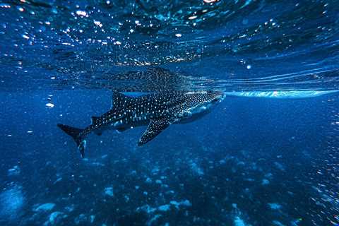 The One Time It’s OK to Punch a Shark, And Other Shark Attack Tips From Bear Grylls