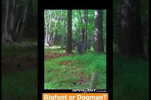 Massive Creature on Trail Camera Carrying a Tree Limb! | Bigfoot or Dogman?