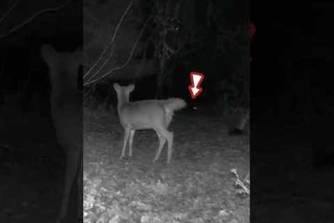 Heart-pounding footage: is this young deer facing danger? Trail Camera exposes the Truth! #trailcam