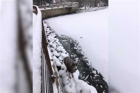 ‘A Much-Welcomed Lift’: Crane Operator Helps Colorado Parks and Wildlife Rescue Deer Trapped on Icy ..