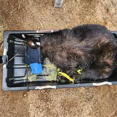 Two Orphaned Bears Get a Second Chance as Wildlife Officials Release Them Back into the Mountains