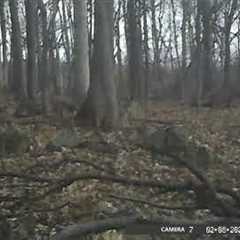Trail Camera #7 Footage 2/2/2024 to 2/15/2024