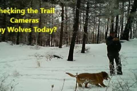 Checking Trail Cameras~ Any Wolves Today??