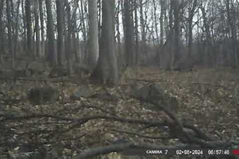 Trail Camera #7 Footage 2/2/2024 to 2/15/2024