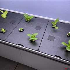 Hydroponic Gardening: Indoor Survival Food