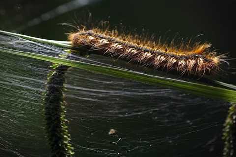 So, Can You Eat Caterpillars to Survive?
