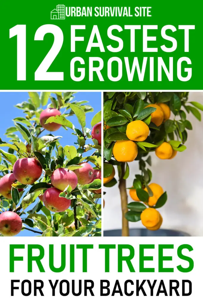 12 Fastest Growing Fruit Trees for Your Backyard
