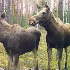 Exclusive Moose Footage: Trail Camera in the Woods 2023!