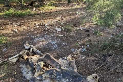 There Are Bear Graveyards in Florida. But Why?