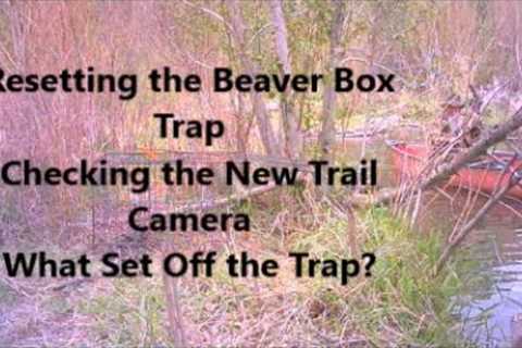 Beaver Trap Reset~ Checking the New Trail Camera~ What Set Off the Trap