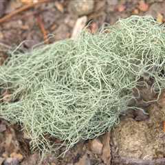 15 Astounding Usnea Benefits and Uses You Never Knew About