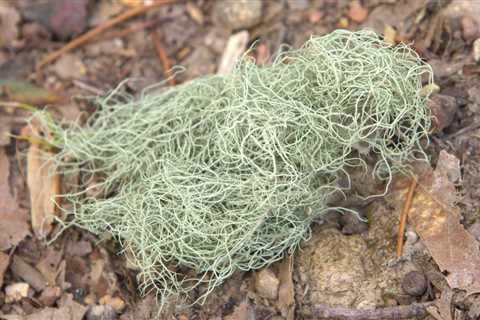 15 Astounding Usnea Benefits and Uses You Never Knew About