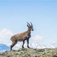 Alpines Wildtier-Spotting: Wo und wann du Steinböcke, Murmeltiere und mehr beobachten kannst –..