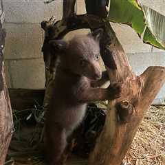 Rehab Center Shares UnBEARably Cute Photos of Orphaned Cub