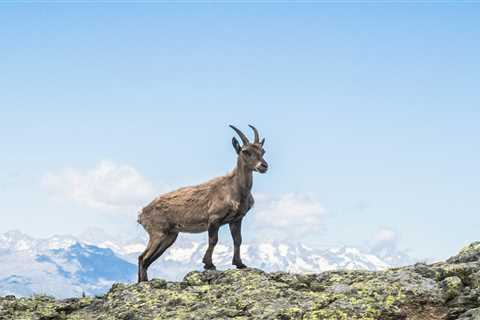 Alpines Wildtier-Spotting: Wo und wann du Steinböcke, Murmeltiere und mehr beobachten kannst –..