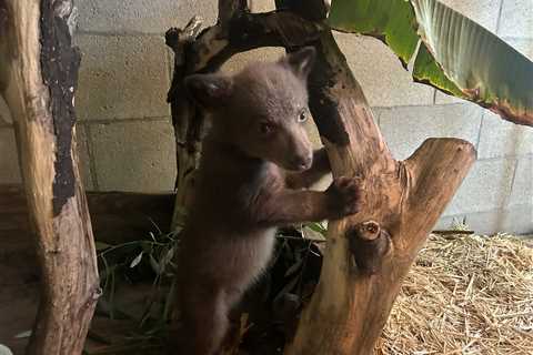 Rehab Center Shares UnBEARably Cute Photos of Orphaned Cub