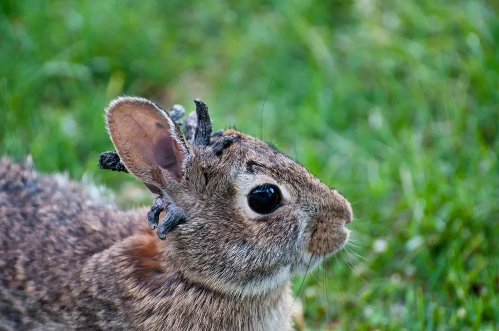 Wild Bunnies Are Sprouting Freaky Face ‘Tentacles’ (See Photos)