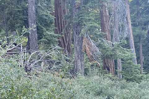 Can You Spot the Bulky Bear in This Photo?