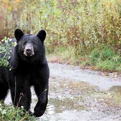 California Resident Is Shocked At Surprise Ding Dong Ditcher