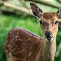 Deer Got Lost And Barreled Into A Christmas Shop – Video Here