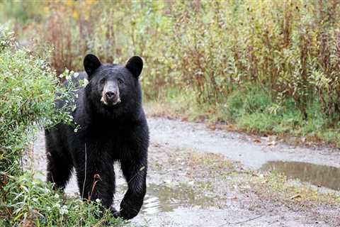California Resident Is Shocked At Surprise Ding Dong Ditcher
