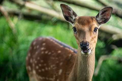 Deer Got Lost And Barreled Into A Christmas Shop – Video Here