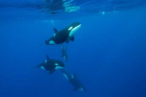 Killer Whales Caught Doing Very Unique Behavior