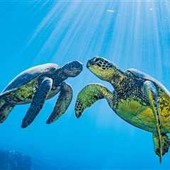 Marine Biologists Strap A Camera To A Sea Turtle And Learn Some Surprising Things