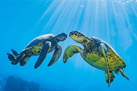 Marine Biologists Strap A Camera To A Sea Turtle And Learn Some Surprising Things